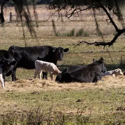 thumbnail for publication: Additional Nutritional Considerations for Preconditioning Beef Calves